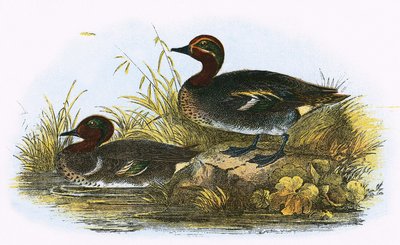 Teal (sağda) ve Amerikan Teal (solda) by English School