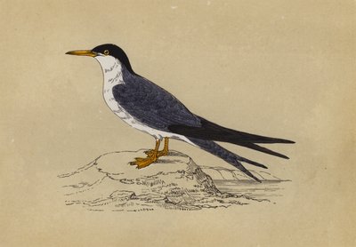 Sumru (renkli lito) by English School