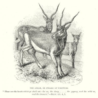 Addax ya da Kutsal Yazıların Pygarg