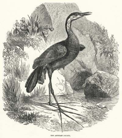 Afrika Jacana