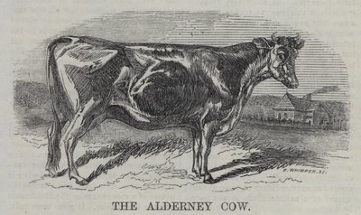 Alderney İneği (gravür) by English School