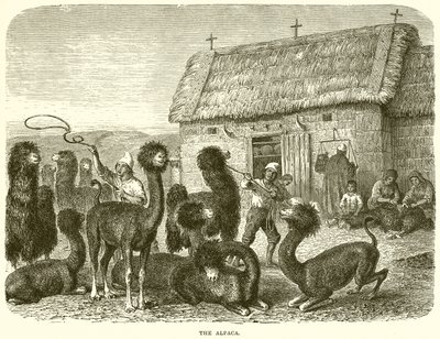 Alpaka by English School