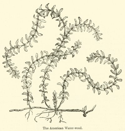 Amerikan Su otu (gravür) by English School