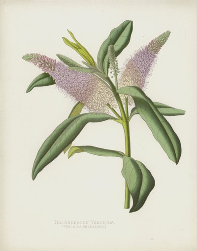 Anderson Veronica, Veronica Andersonii by English School
