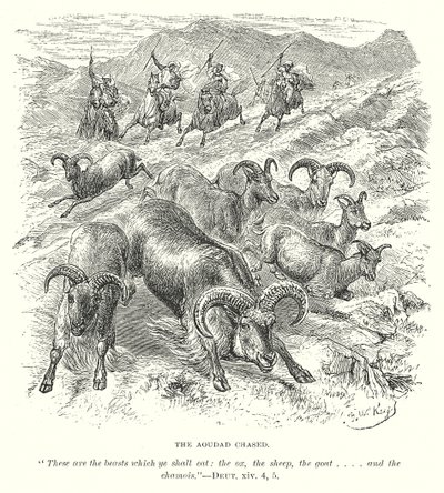 The Aoudad Chased (gravür) by English School