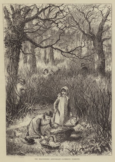 Beaconsfield Yıldönümü, Primroses toplama (gravür) by English School