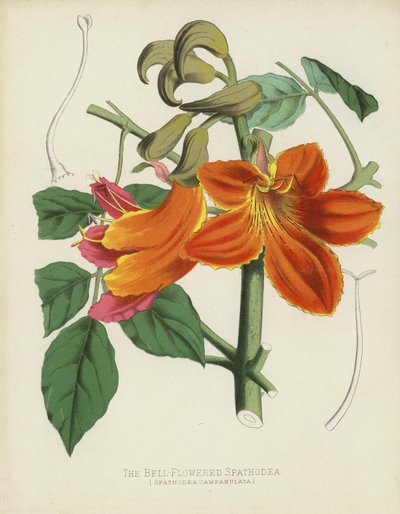 Çan Çiçekli Spathodea, Spathodea Campanulata by English School