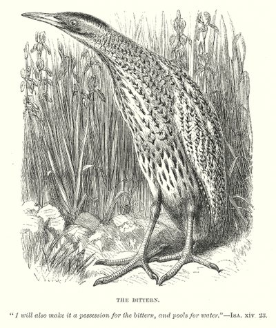 The Bittern (gravür) by English School