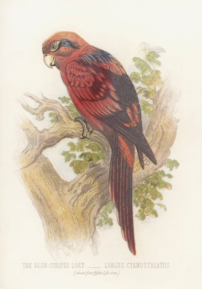 Mavi Çizgili Lory, Lorius Cyanostriatus (renkli taş) by English School
