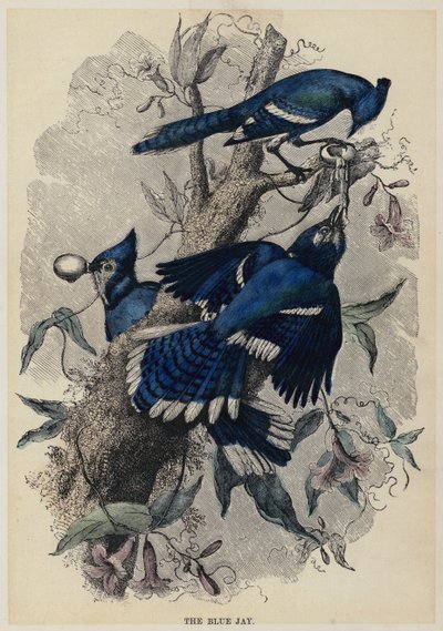 Blue Jay (renkli gravür) by English School