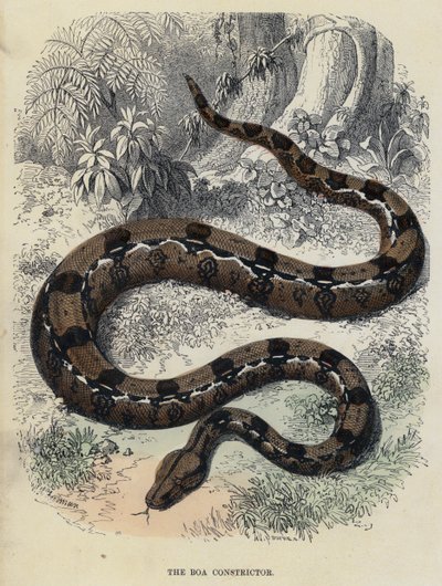 Boa Yılanı (renkli gravür) by English School