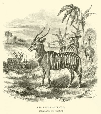 Bongo Antilopu, Trogelaphus albo-virgatus (gravür) by English School