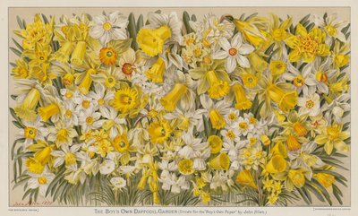 The Boy's Own Nergis Bahçesi (renkli litho) by English School