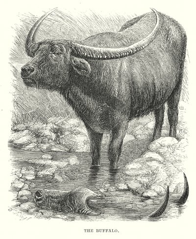 Bufalo (gravür) by English School