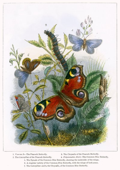 Kelebek Vivaryumu (renkli gravür) by English School