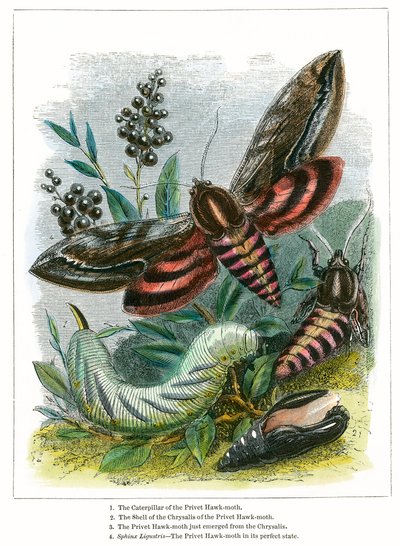 Kelebek Vivaryumu (renkli gravür) by English School