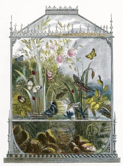 Kelebek Vivaryumu by English School