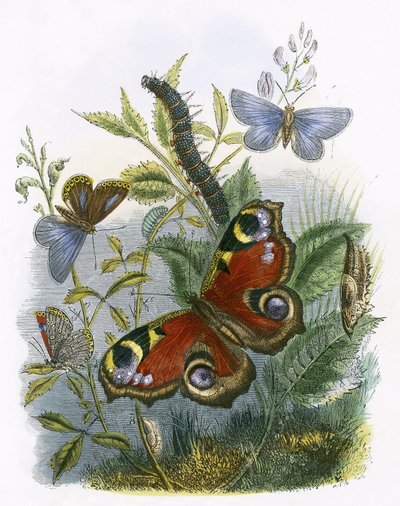 Kelebek Vivaryumu by English School