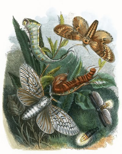 Fiðrildið Vivarium by English School