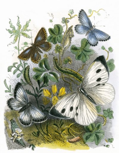 Kelebek Vivaryumu by English School