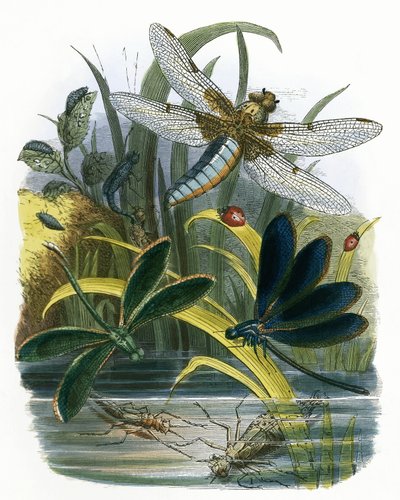 Kelebek Vivaryumu by English School