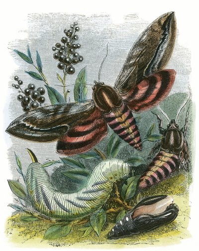 Kelebek Vivaryumu by English School