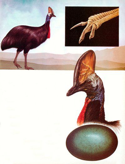 Cassowary by English School