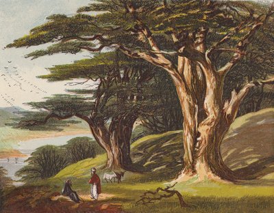 Lübnan Sedirleri (renkli litho) by English School