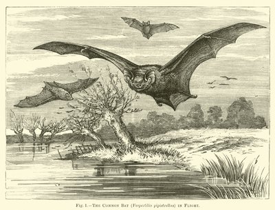 Sıradan Yarasa, Vespertilio pipistrellus, Uçuşta by English School