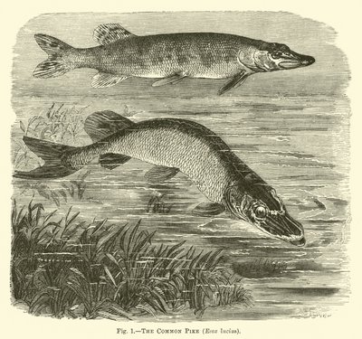 Ortak Turna, Esox lucius by English School