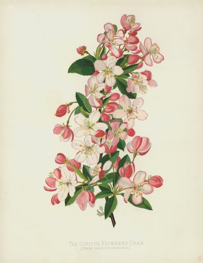 Bol Çiçekli Yengeç, Pyrus (Malus) Floribunda by English School