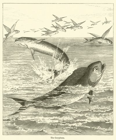 Coryphene (gravür) by English School