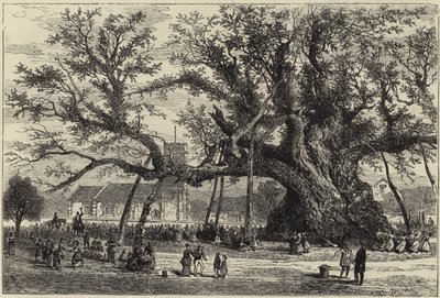 Cowthorpe Meşe by English School