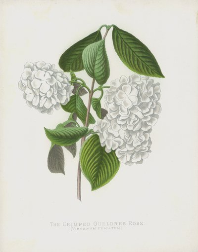 Kıvrımlı Gueldres Gülü, Viburnum Plikatum; var Dilatata by English School