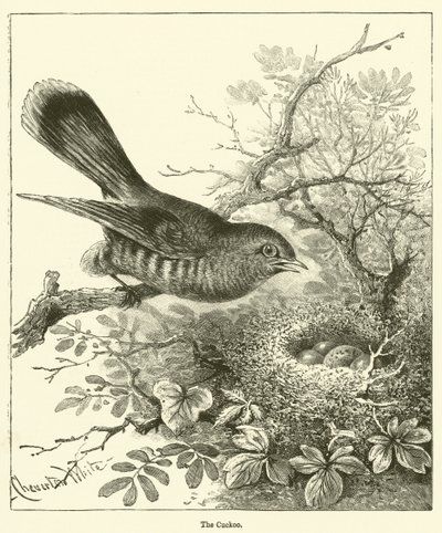 Guguk kuşu (gravür) by English School