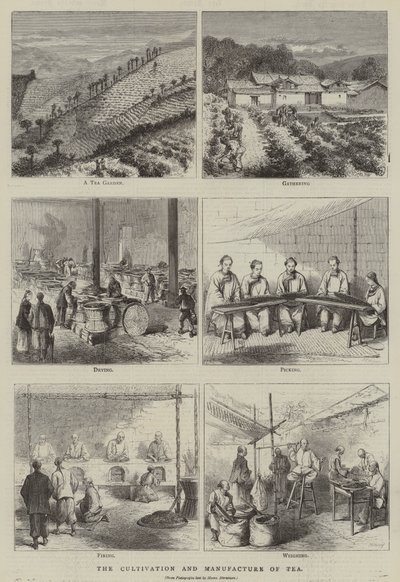 Çay Yetiştiriciliği ve İmalatı (gravür) by English School