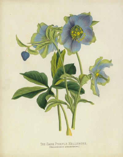 Koyu Mor Hellebore, Helleborus Atrorubens by English School