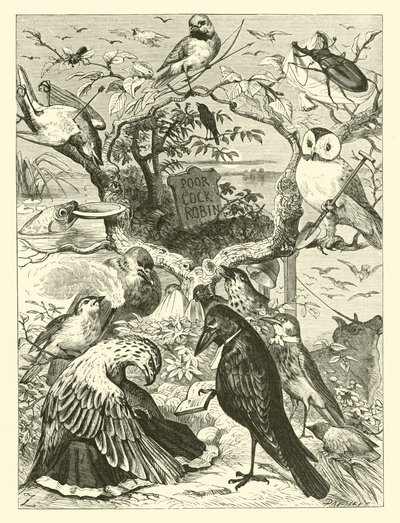 Cock Robin
