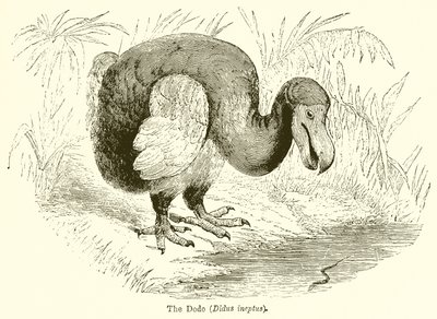 Dodo (Didus İneptus) by English School