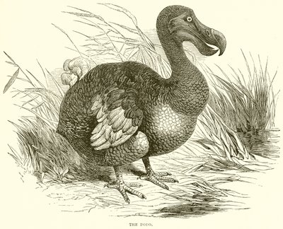 Dodo by English School