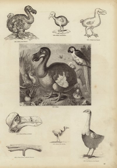 Dodo by English School