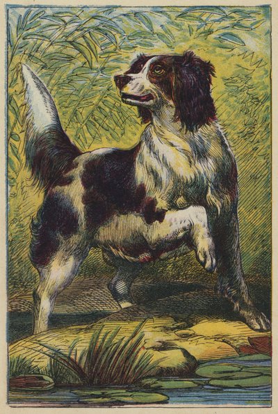 Köpek (renkli taş baskı) by English School
