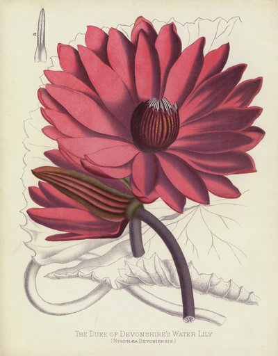 Devonshires Dükü Nilüfer, Nymphaea Devoniensis by English School