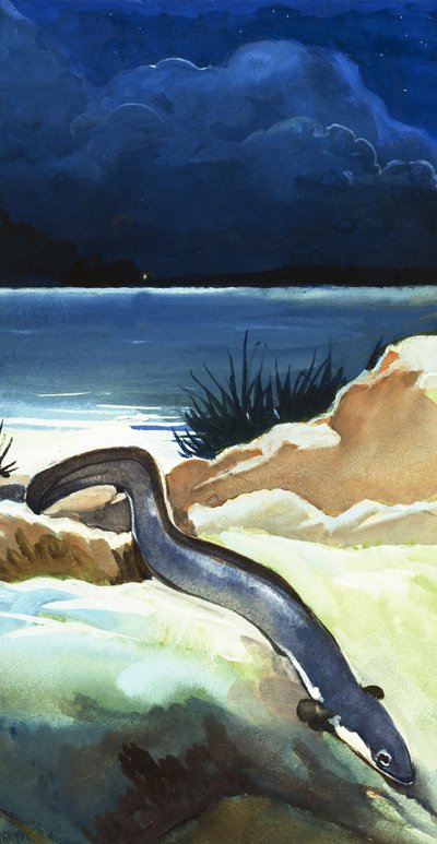 yılan balığı by English School