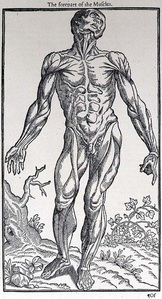 The Prepart of the Muscles, John Banister (1540-1610) tarafından yayınlanan 
