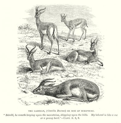 Ceylan (Gazella Dorcas) veya Kutsal Yazıların Karaca
