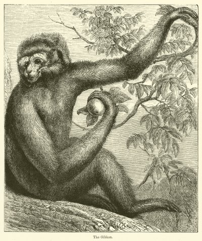 Gibbon (gravür) by English School