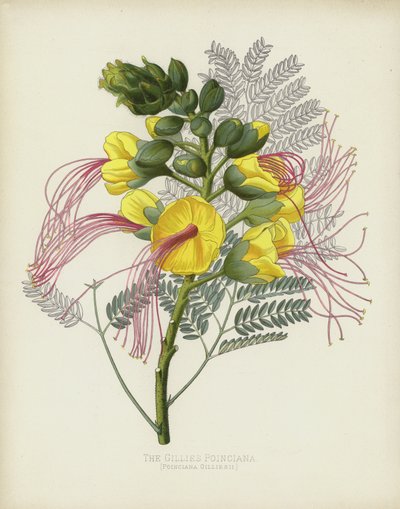 Gillies Poinciana, Poinciana Gilliesii by English School