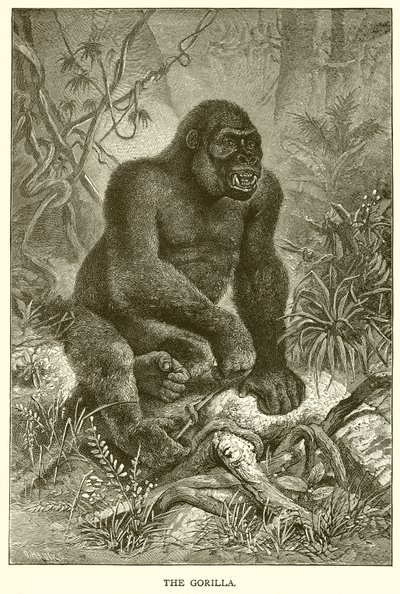 Goril by English School