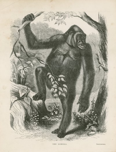 Goril, Paul B du Chaillu